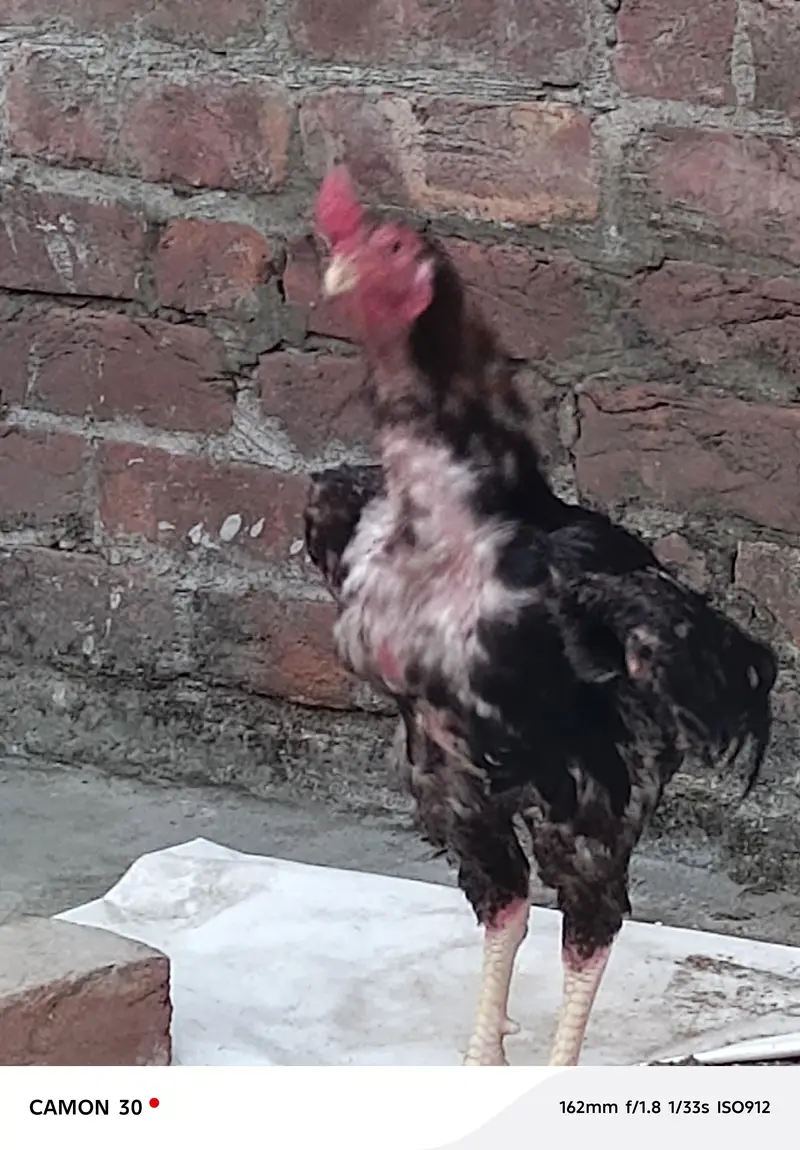 Pure Aseel mianwali young Patha for sale — photo 3