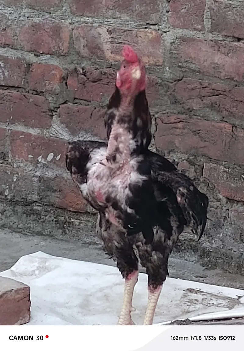Pure Aseel mianwali young Patha for sale — photo 4
