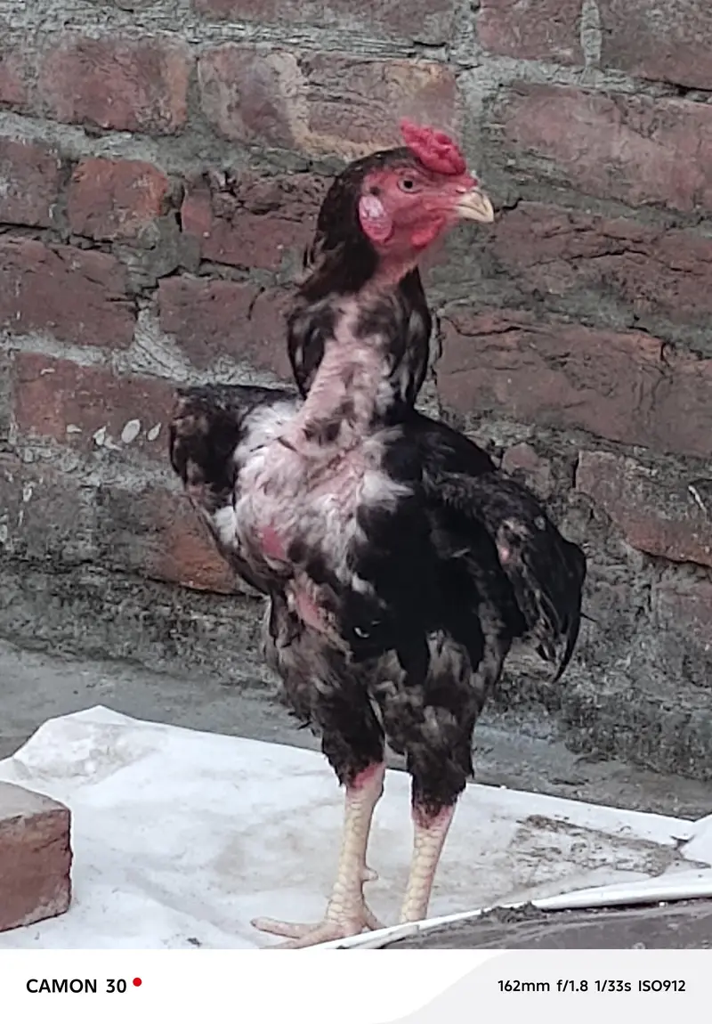 Pure Aseel mianwali young Patha for sale — photo 5