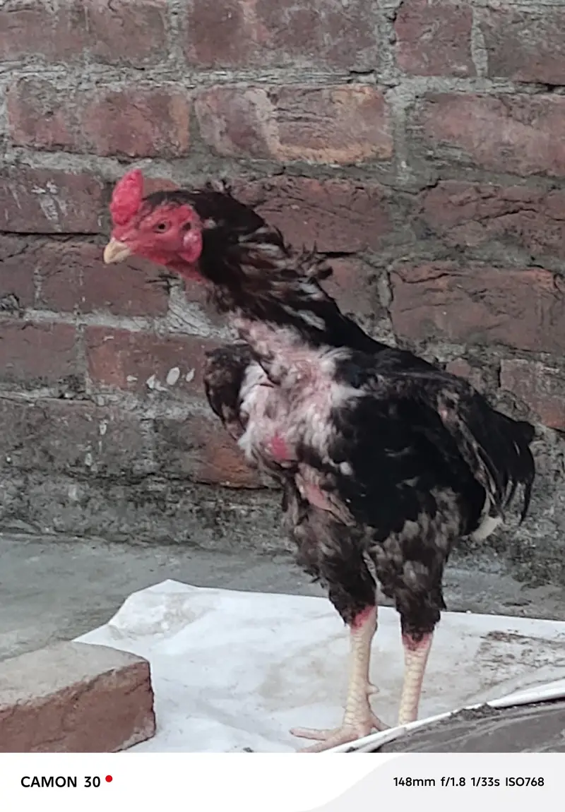 Pure Aseel mianwali young Patha for sale — photo 6