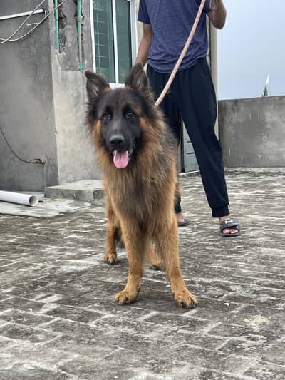 Long Coat German shephard female Dog for sale