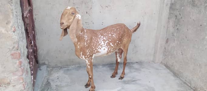 Goats and sheep or tow kids female