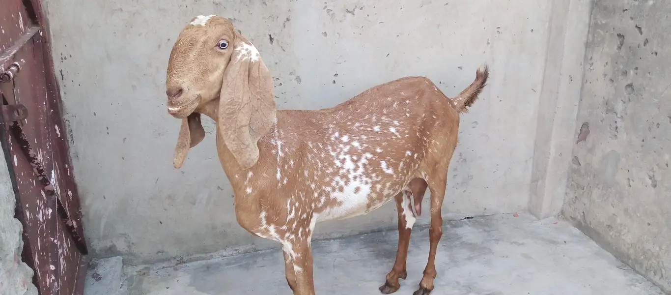 Goats and sheep or tow kids female — photo 2
