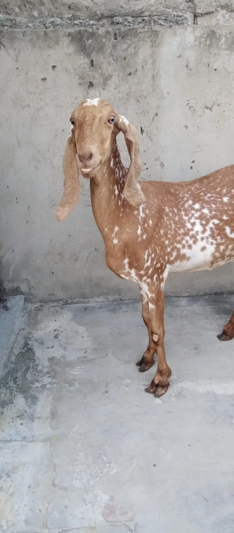 Goats and sheep or tow kids female — photo 3