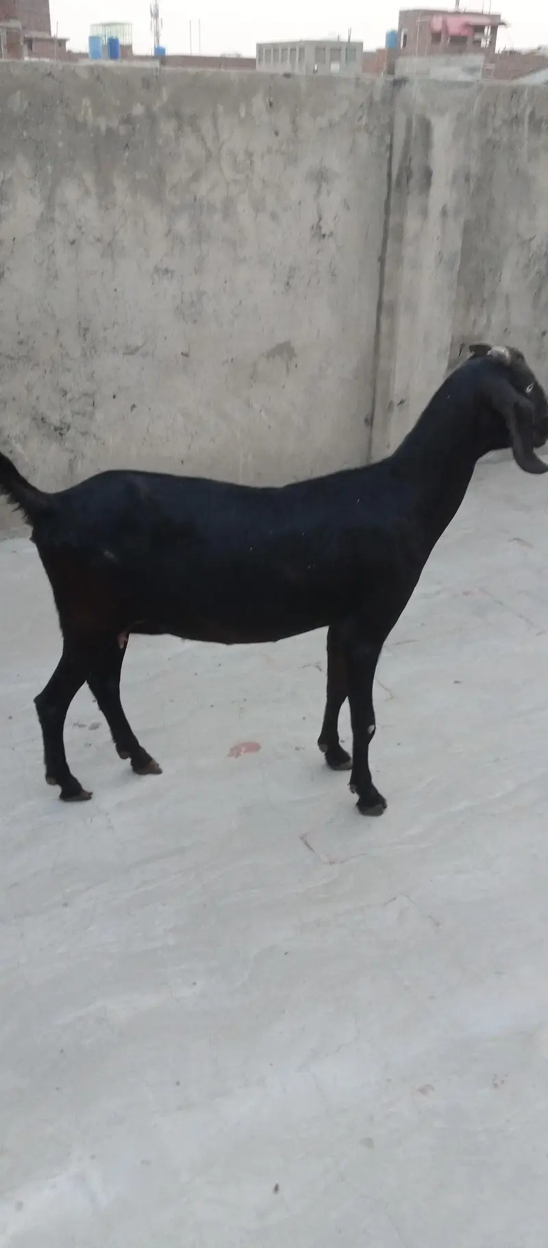 Goats and sheep or tow kids female — photo 4