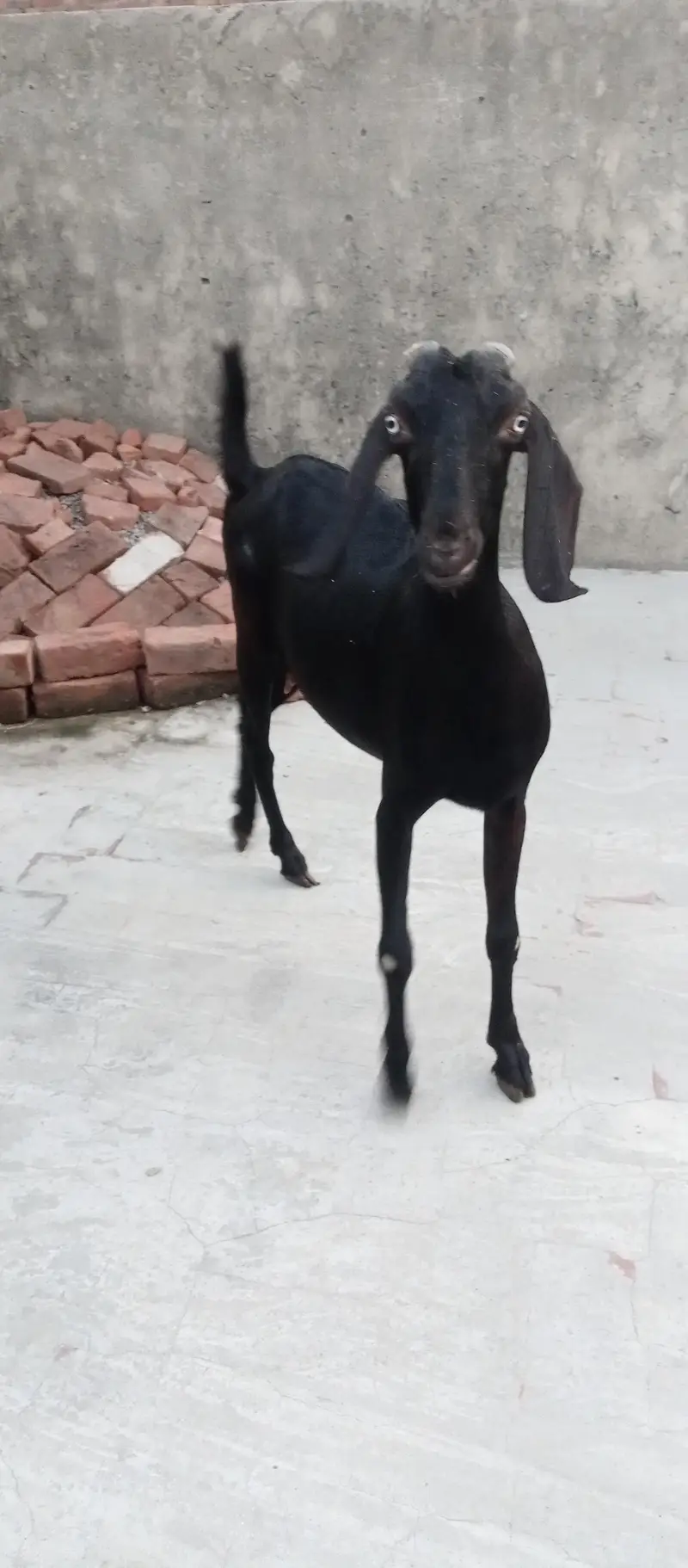 Goats and sheep or tow kids female — photo 5