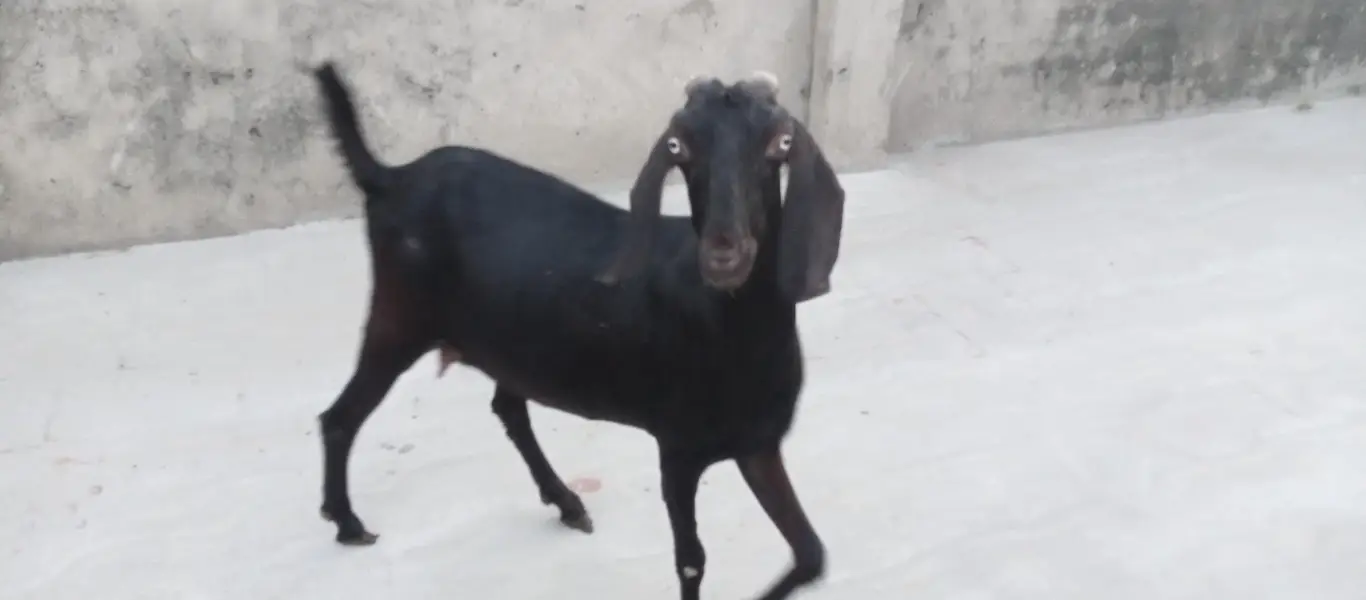 Goats and sheep or tow kids female — photo 6