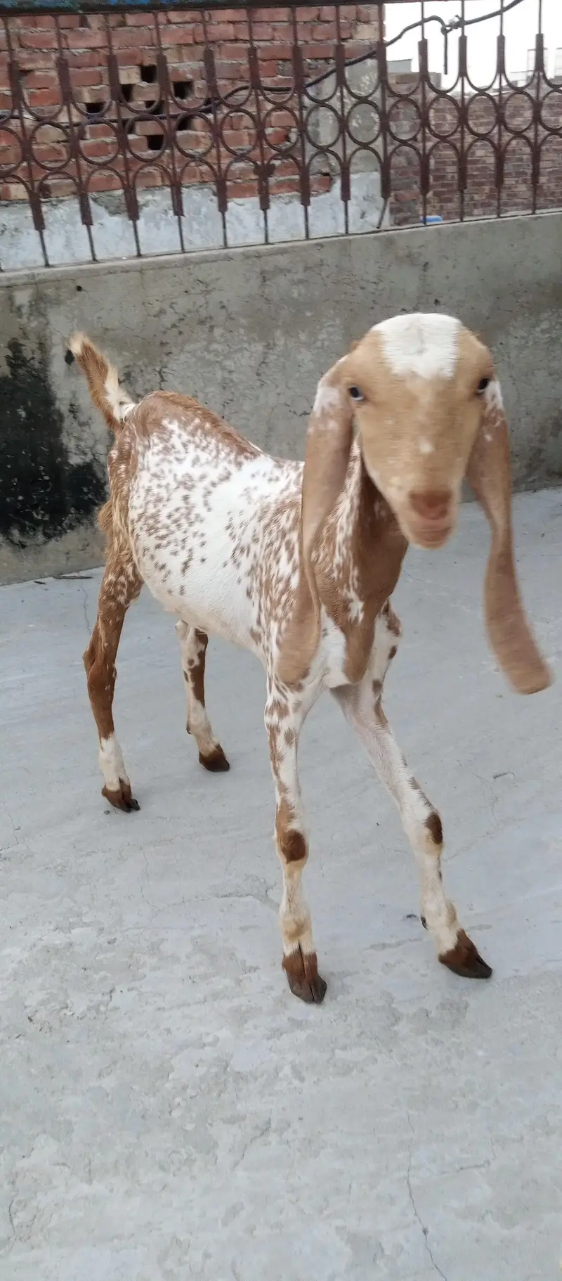 Goats and sheep or tow kids female — photo 7