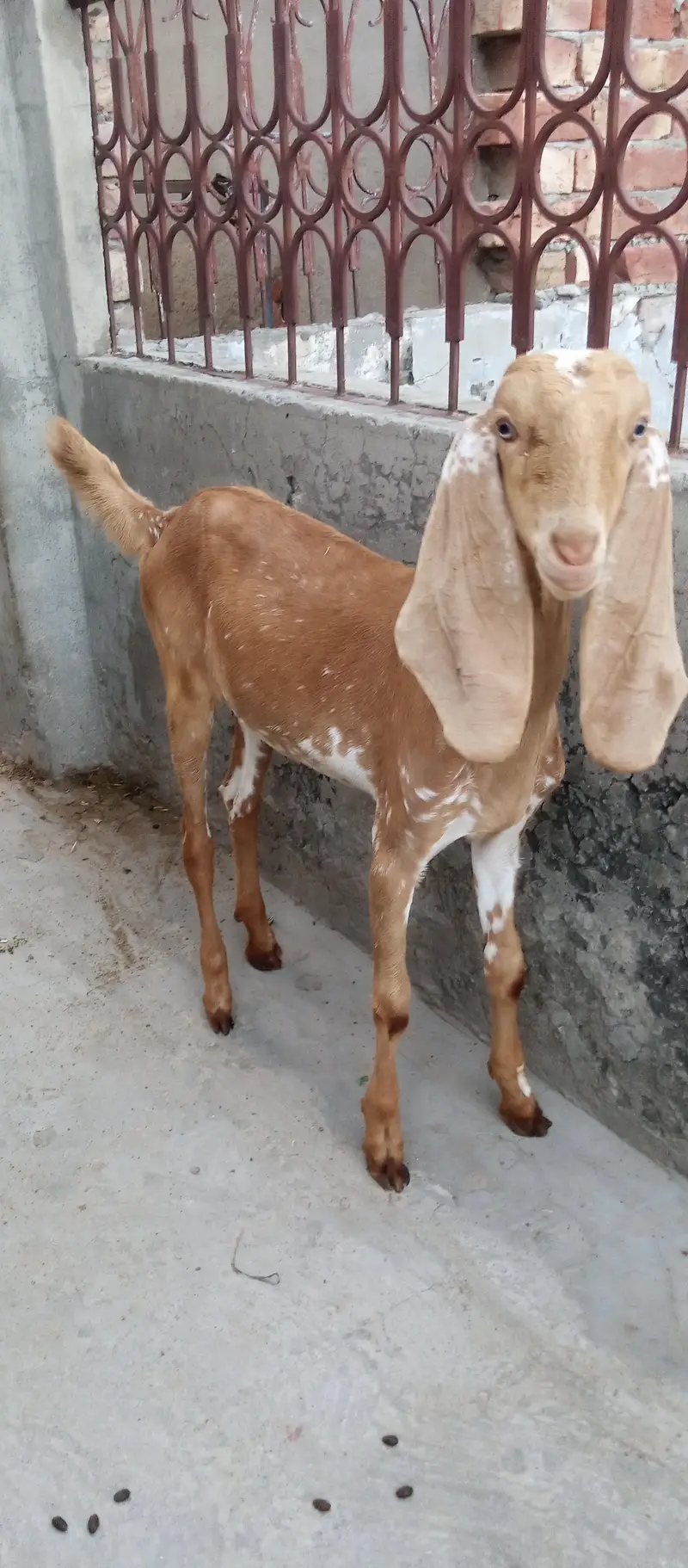 Goats and sheep or tow kids female — photo 8