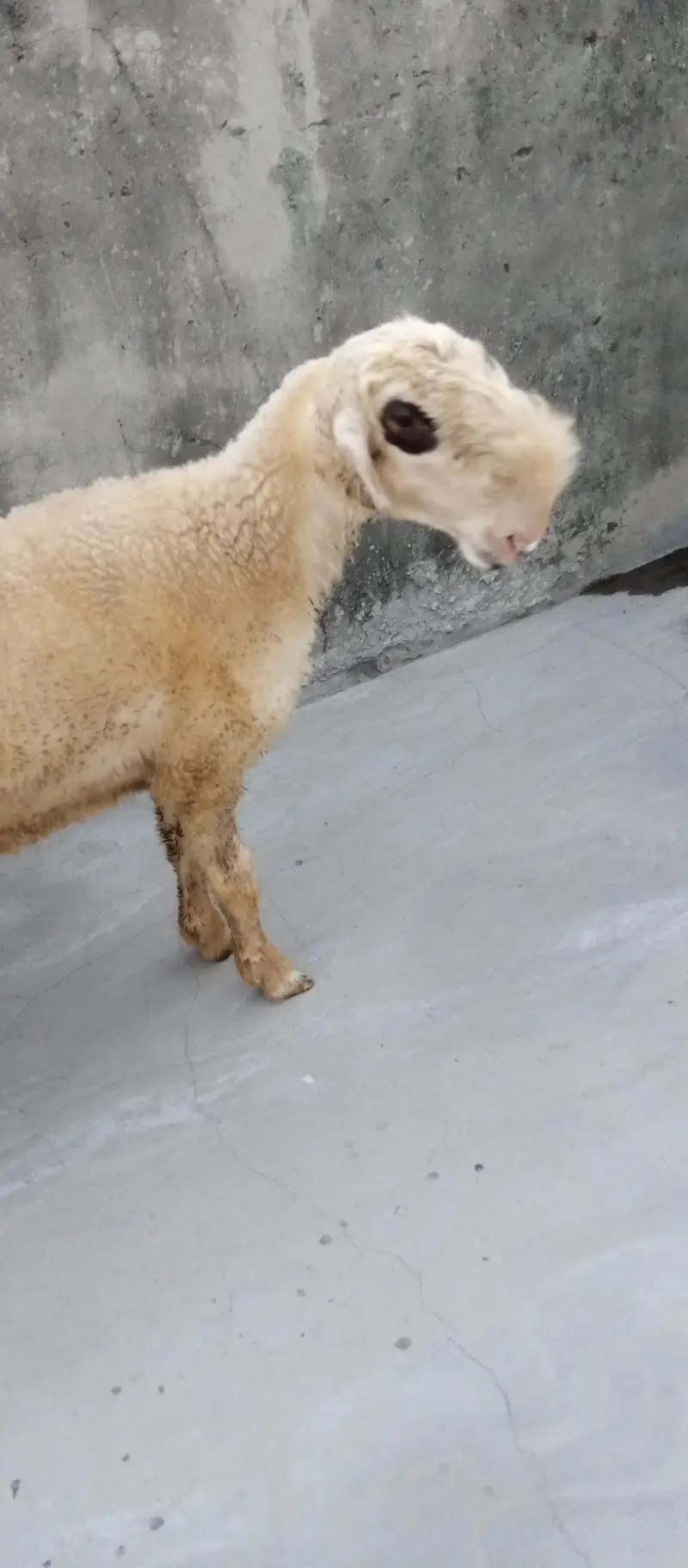 Goats and sheep or tow kids female — photo 9