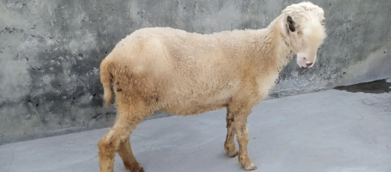 Goats and sheep or tow kids female — photo 10