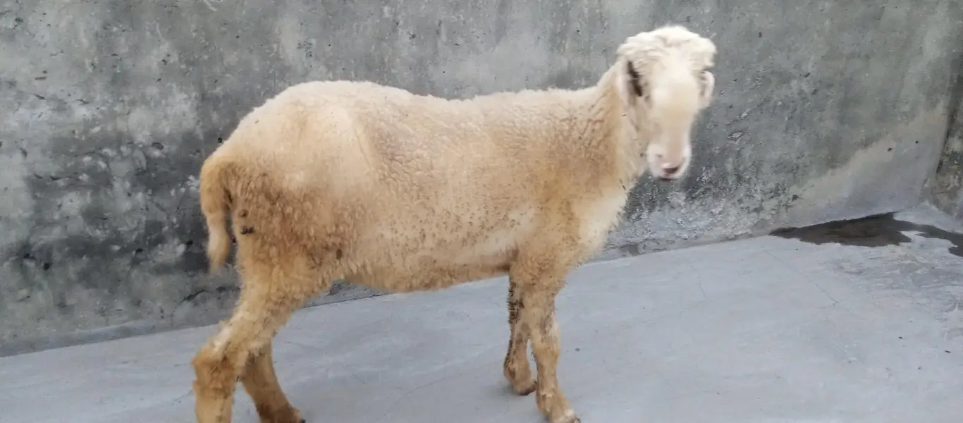 Goats and sheep or tow kids female — photo 11