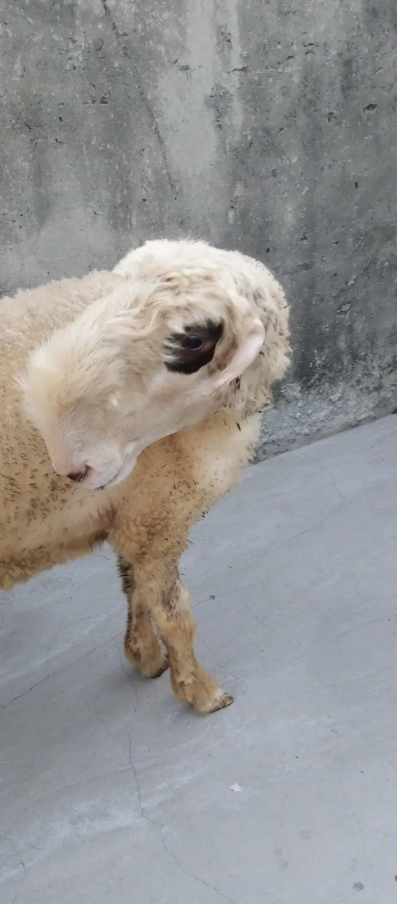 Goats and sheep or tow kids female — photo 12