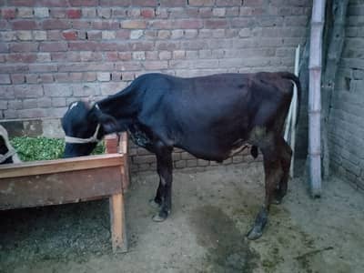 kheera bchra urgent for sale/03005356705