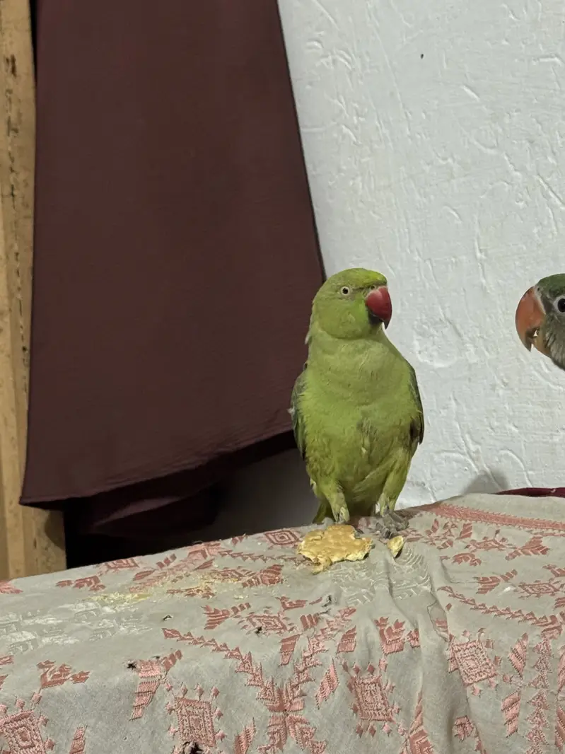 Green parrot for sell home use — photo 2