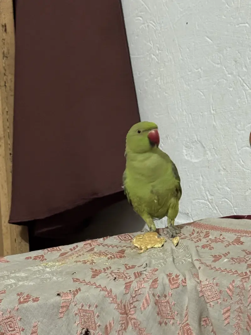 Green parrot for sell home use — photo 3