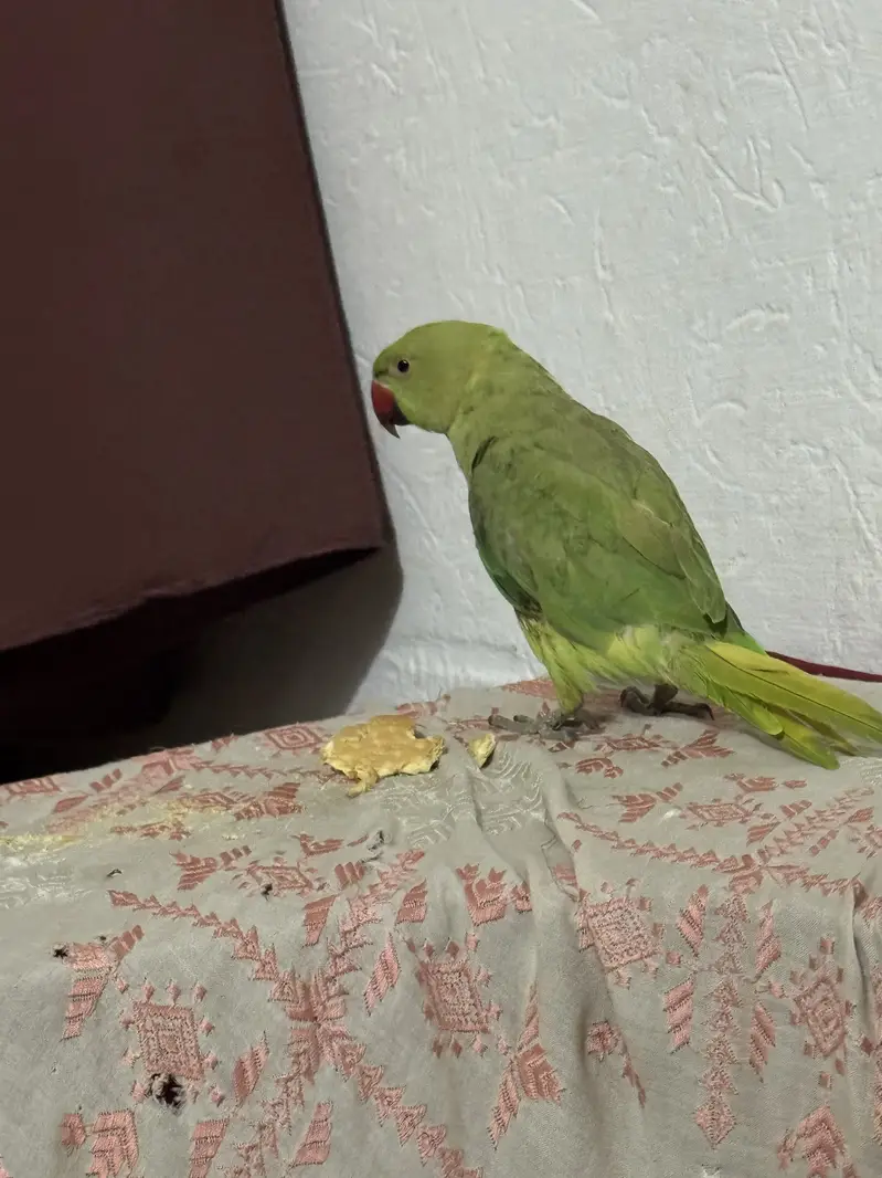 Green parrot for sell home use — photo 4