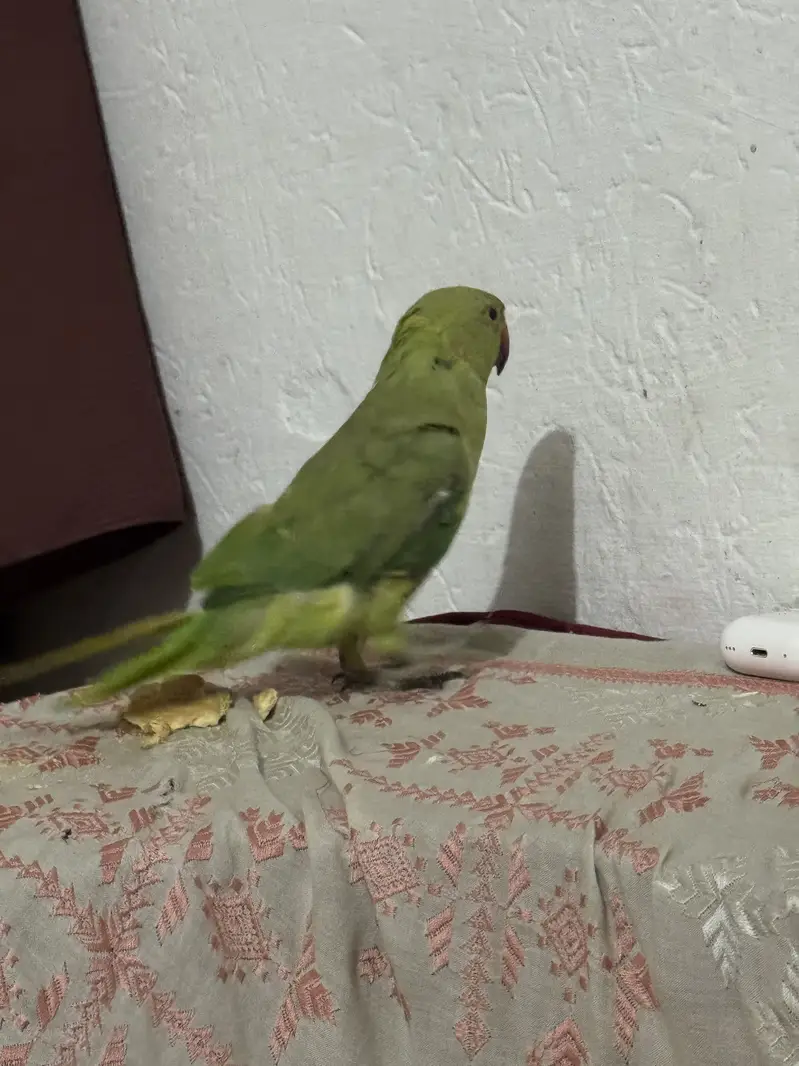 Green parrot for sell home use — photo 5