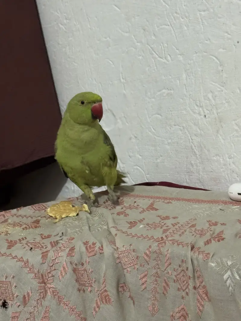 Green parrot for sell home use — photo 6