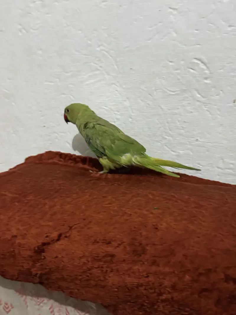 Green parrot for sell home use — photo 7