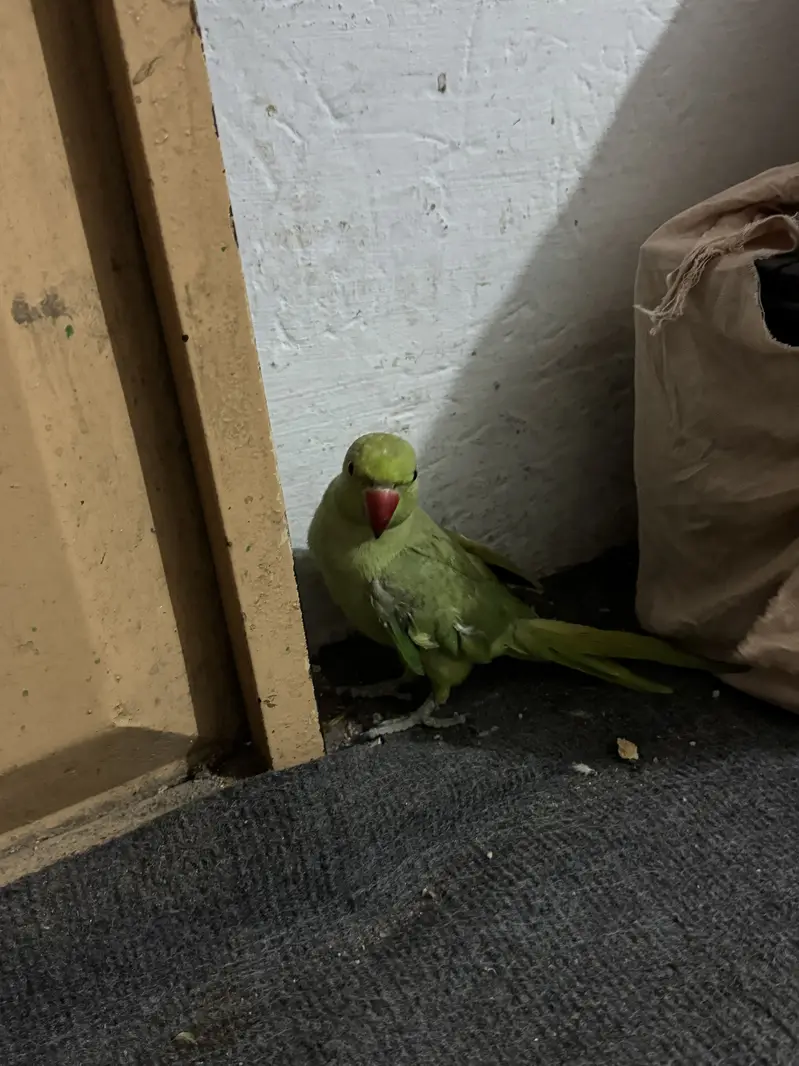 Green parrot for sell home use — photo 8
