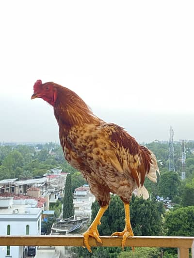 SULTAN - ASEEL HEALTHY STRONG ROOSTER