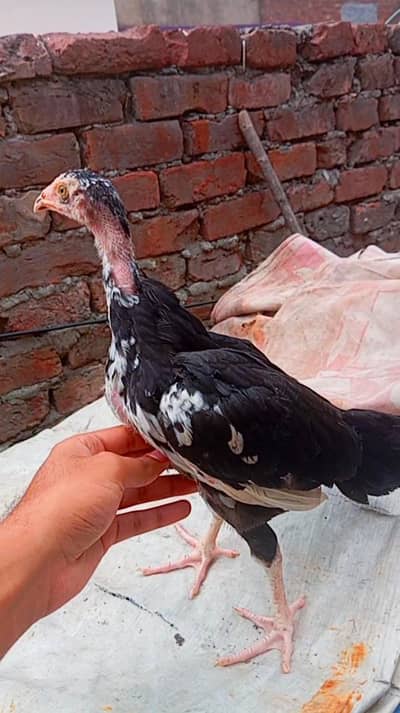 TOP QUALITY SHAMO CROSS 2 MONTH PAIR FOR SALE IN LAHORE (03086707442)