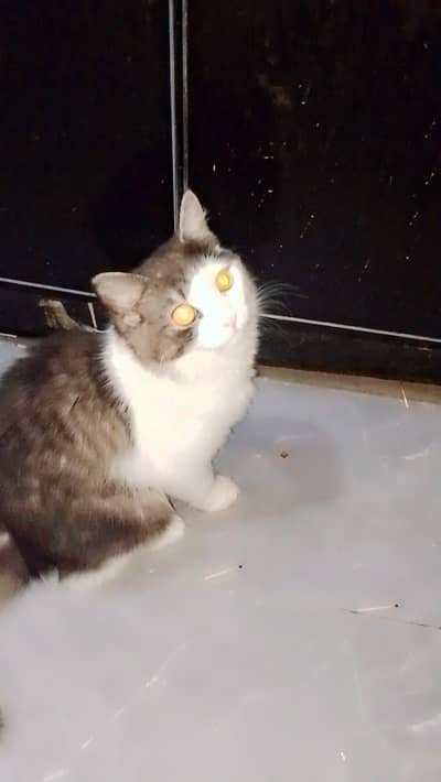 triple coat persion cat play full cat healthy cat for adoption