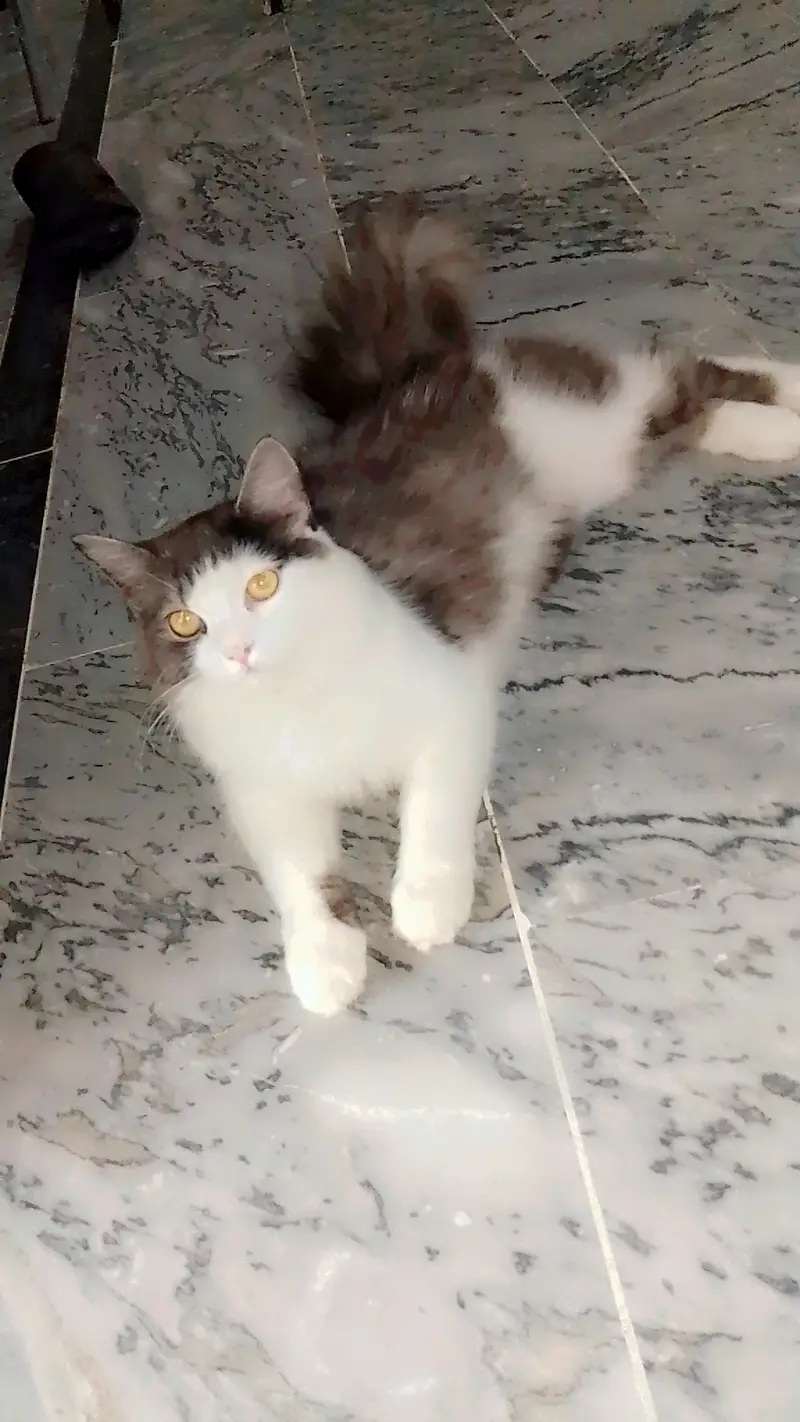 triple coat persion cat play full cat healthy cat for adoption — photo 2