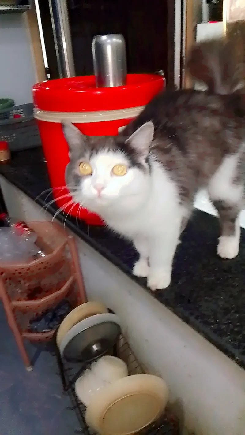 triple coat persion cat play full cat healthy cat for adoption — photo 3