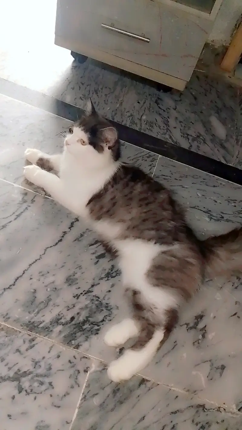 triple coat persion cat play full cat healthy cat for adoption — photo 4