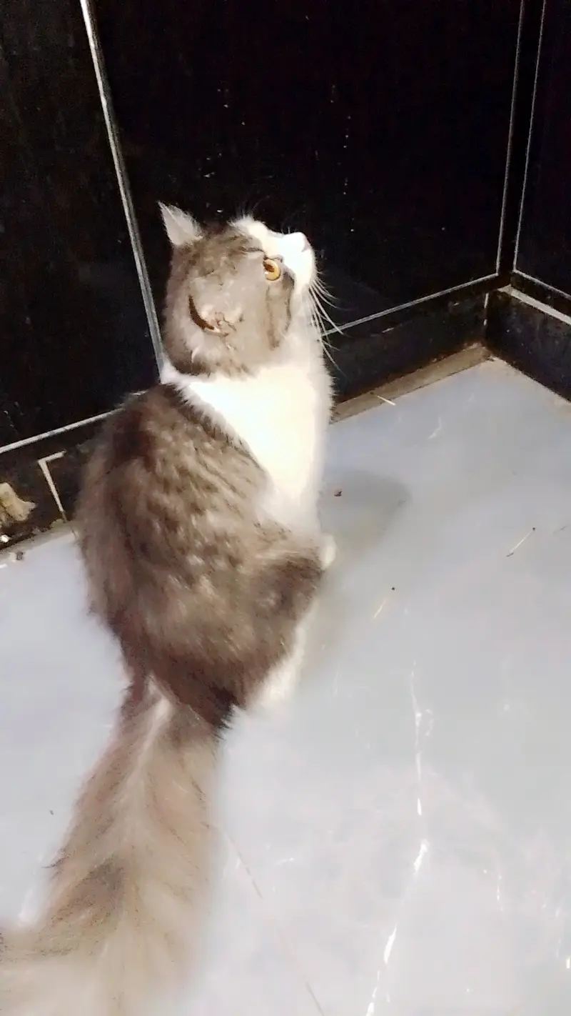 triple coat persion cat play full cat healthy cat for adoption — photo 5