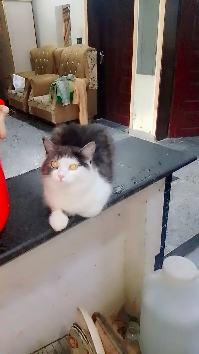 triple coat persion cat play full cat healthy cat for adoption — photo 6