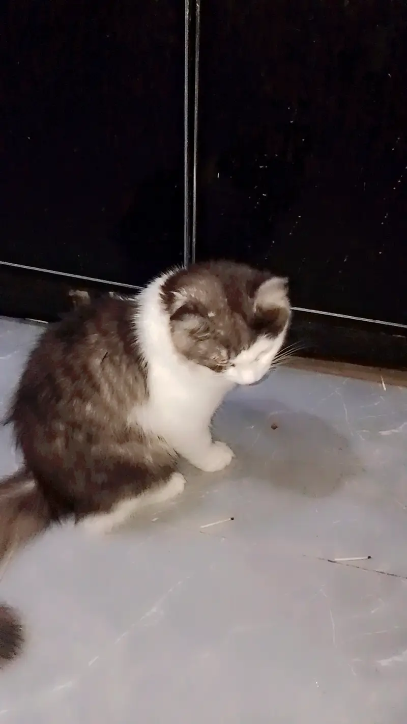 triple coat persion cat play full cat healthy cat for adoption — photo 7