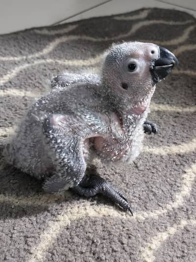 GREY parrot chick