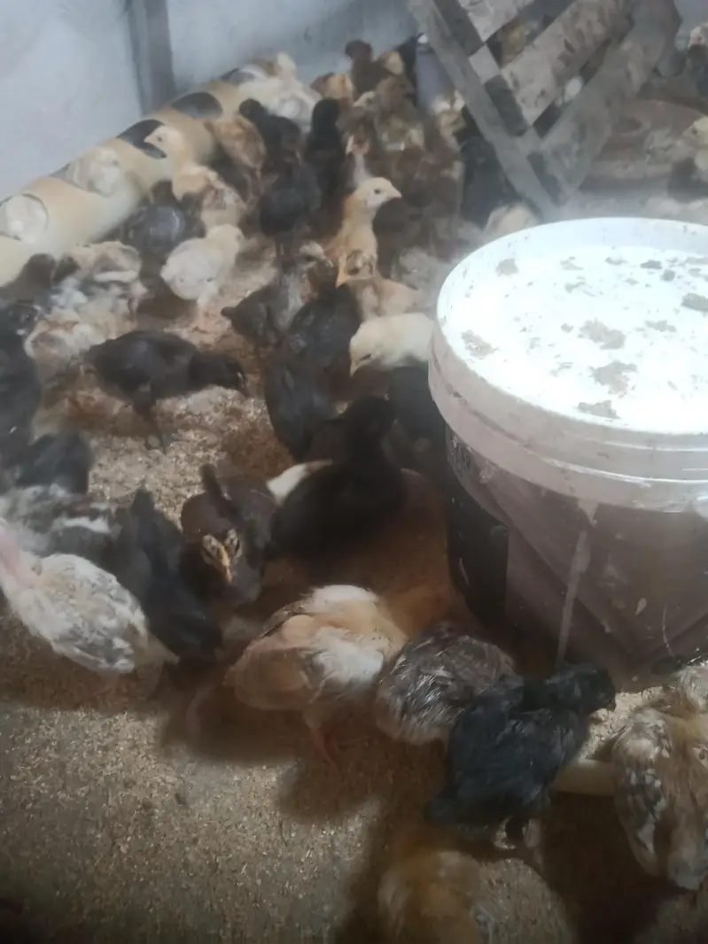misri golden chicks for sale — photo 2