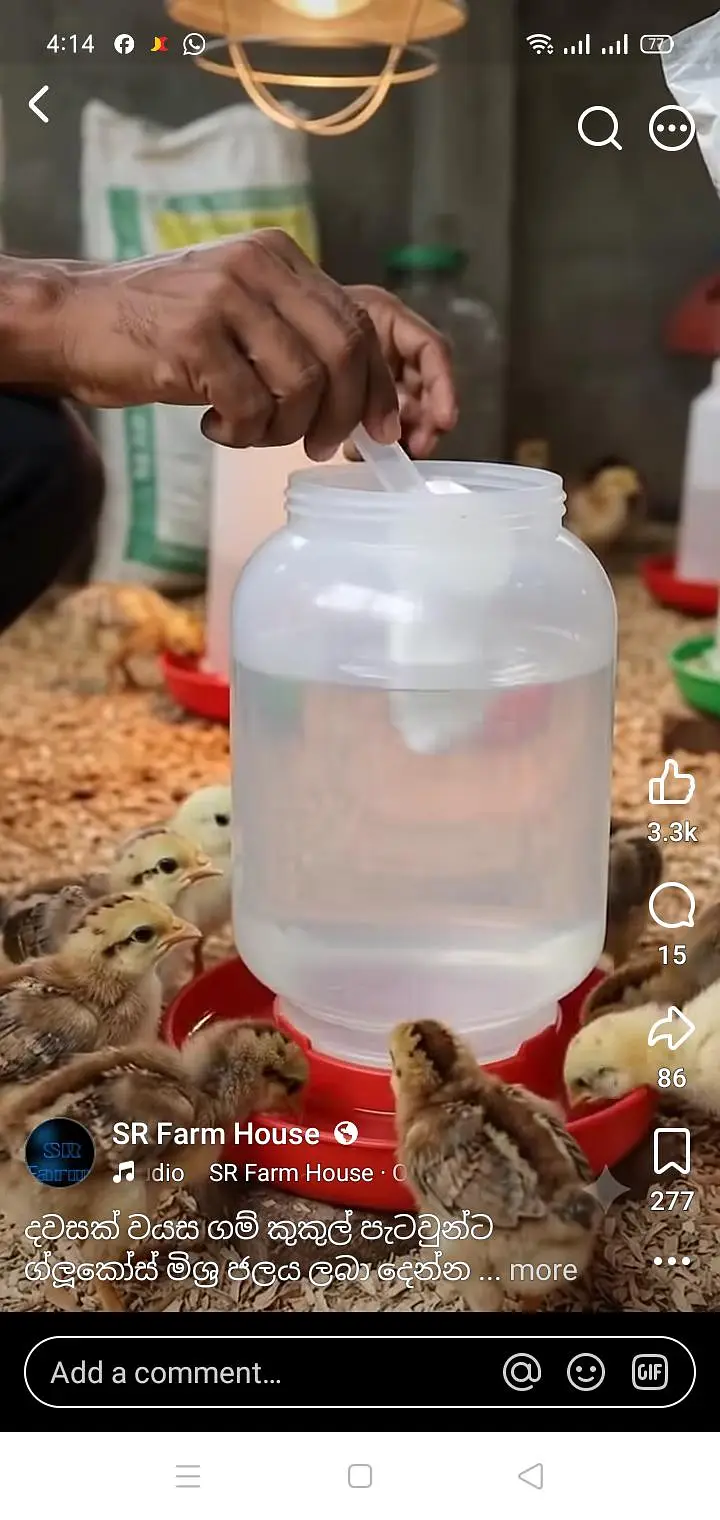 misri golden chicks for sale — photo 4