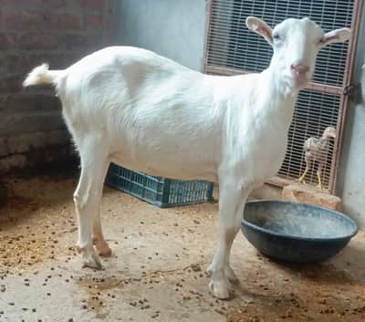 Teddy Barbari Goat | Male goat | 0323 | 4367769