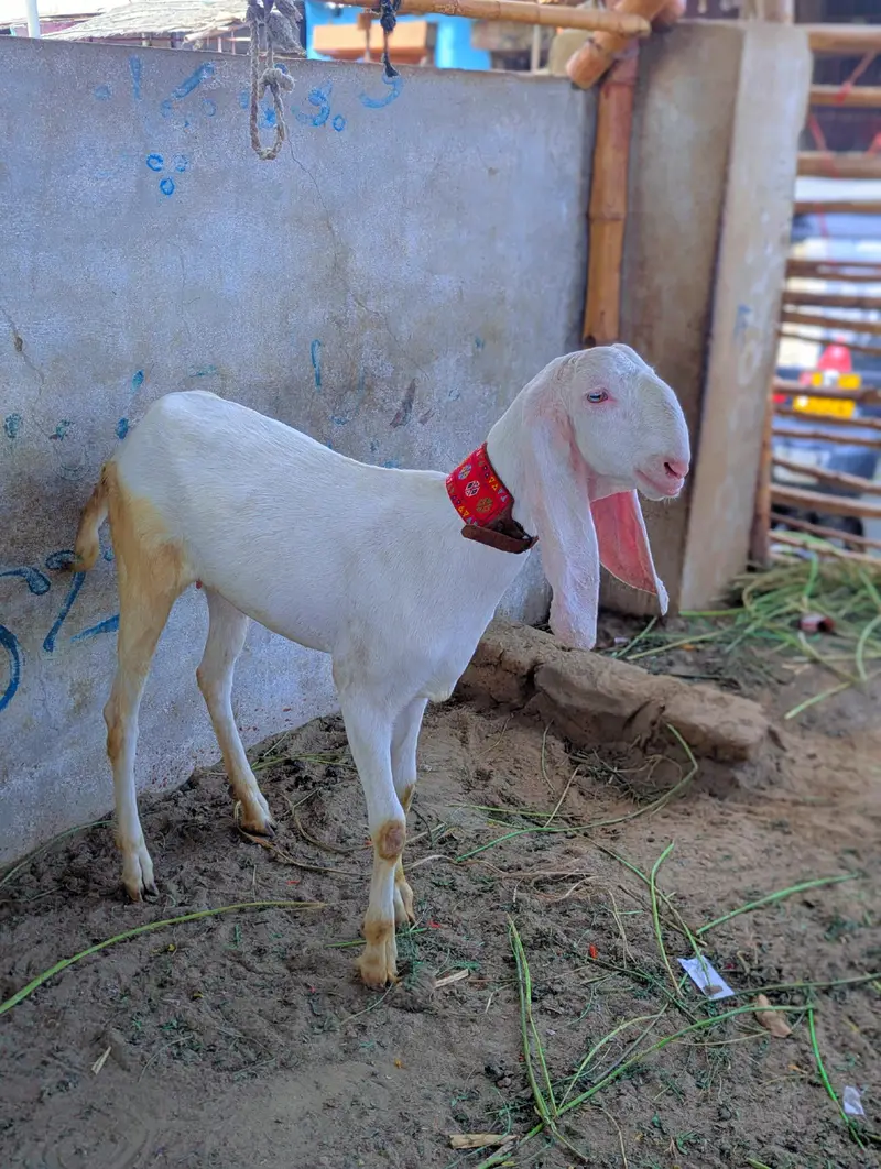 Pure Rajinpuri path — photo 2