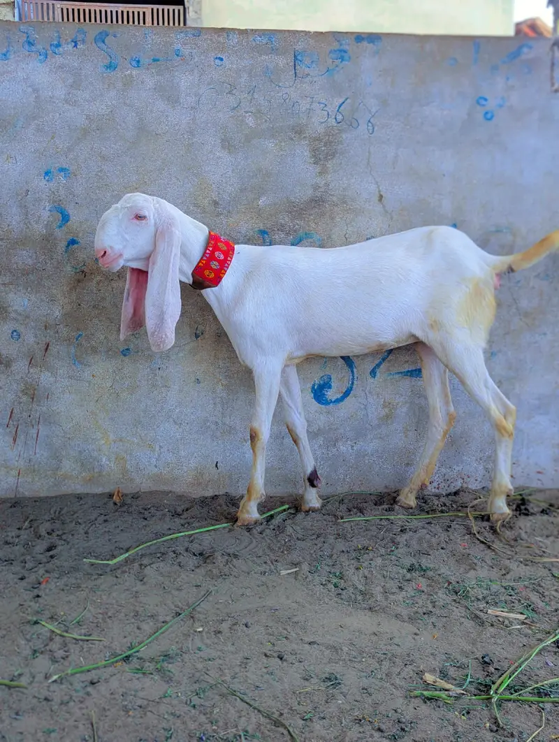 Pure Rajinpuri path — photo 3