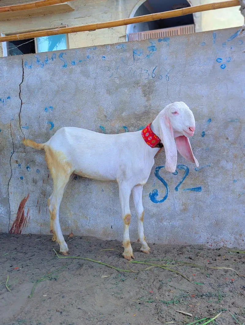 Pure Rajinpuri path — photo 4