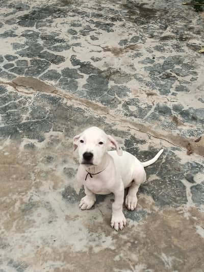 Top Quality Gultair Female Puppy For Sale