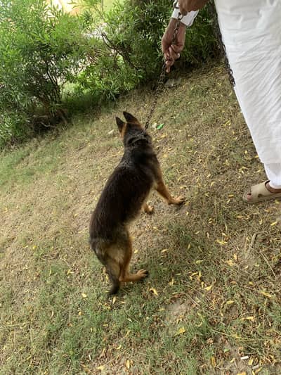 German Shepherd for Sale