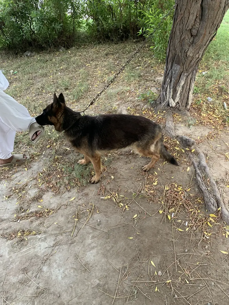 German Shepherd for Sale — photo 2