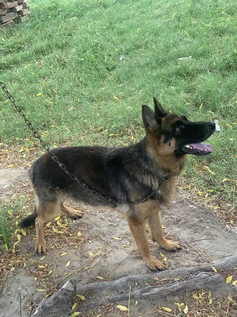 German Shepherd for Sale — photo 3
