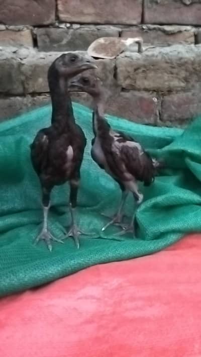 Black Dragon pair chicks