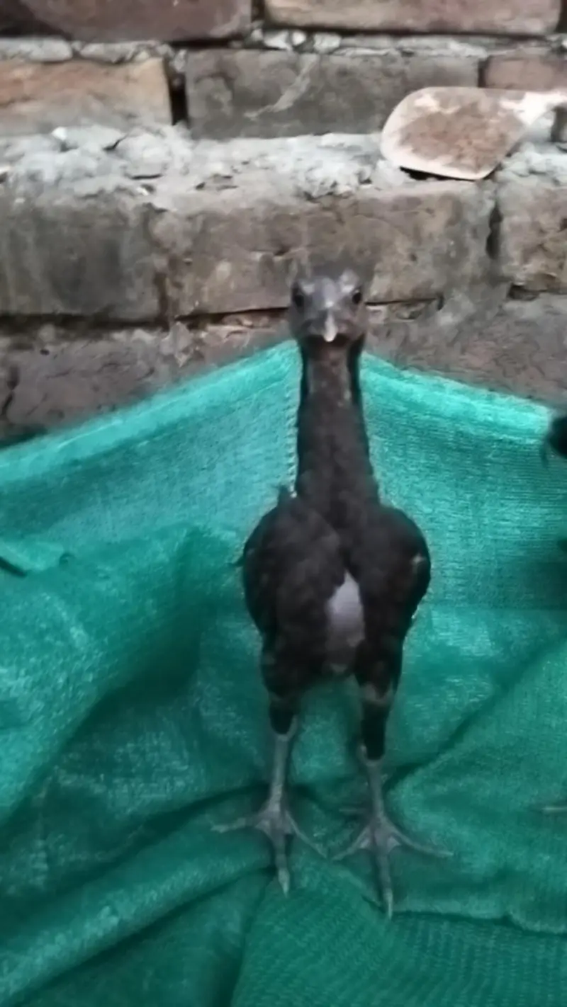 Black Dragon pair chicks — photo 2