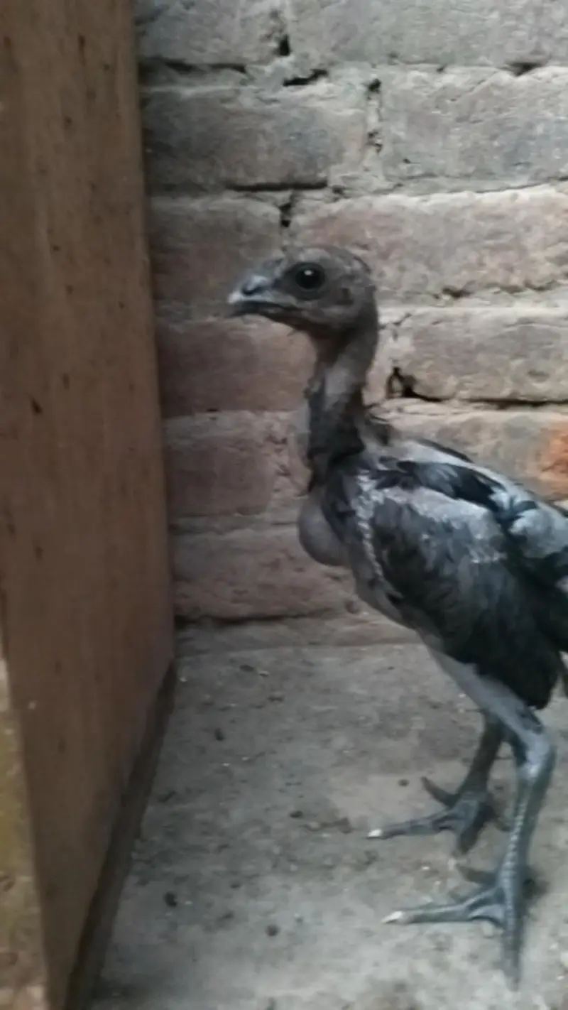 Black Dragon pair chicks — photo 3