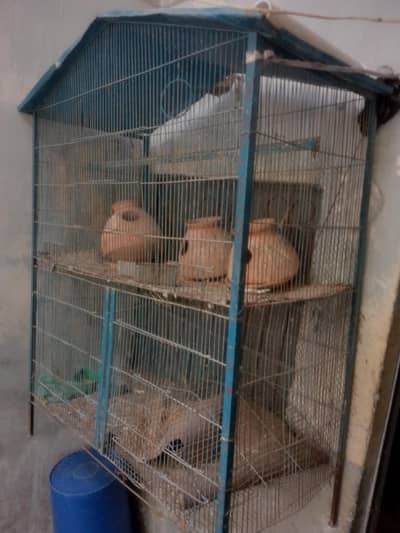 birds cage