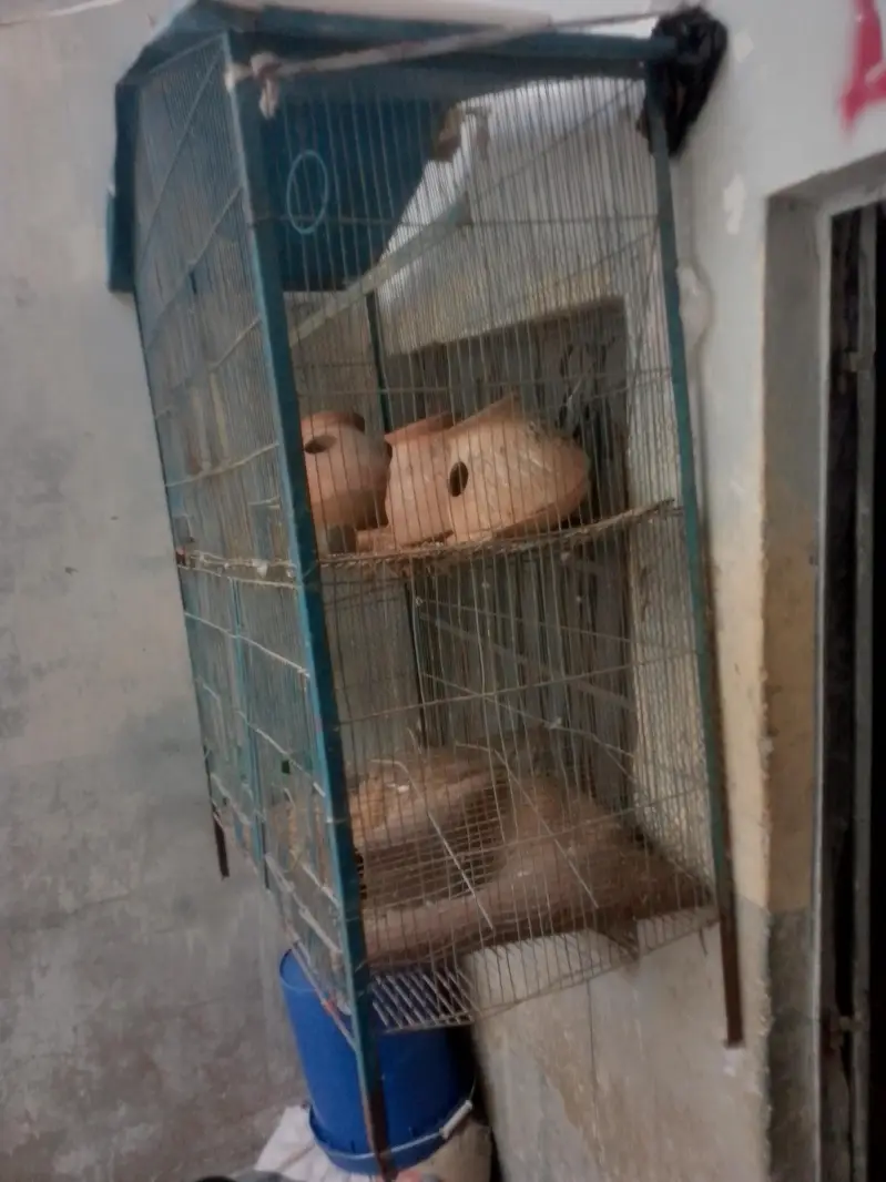 birds cage — photo 3